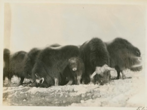 Image of Musk oxen